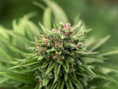Shop Legal U.S. Products with Your Medical Cannabis Prescription