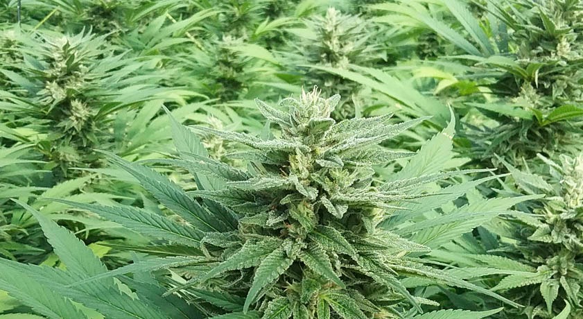 thc edibles for sale australia – Study of Edible Cannabis Trends