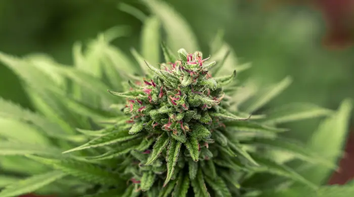 Shop Legal U.S. Products with Your Medical Cannabis Prescription