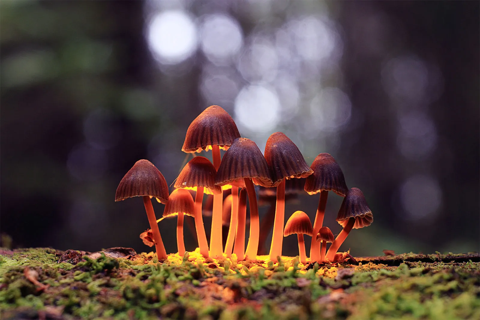 Secure Your Lab Needs – Buy Psychedelic Mushrooms & Magic Truffles at Chem50